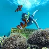 Wisata Bahari Indah dan Terjangkau di Gili Ketapang! 