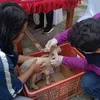 Dokter Hewan Masuk Desa, Pecinta Hewan di Banyuwangi Kini Tidak Perlu Khawatir