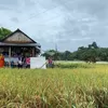 Hasil Tani Desa Namang, Bangka Tengah Beri Keuntungan Besar hingga Bisa Hidupi Masyarakatnya