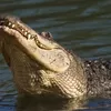 Buaya di Desa Sebagin Telan Korban Jiwa Tiap Tahun